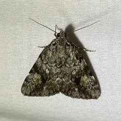 Girlfriend Underwing thumbnail 4