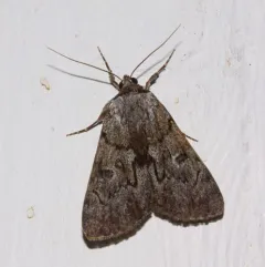 Sordid Underwing thumbnail 2