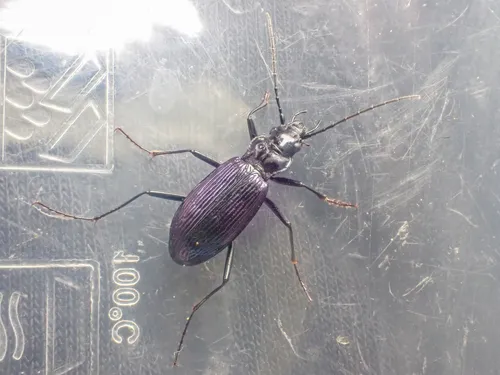 Nebria meanyi