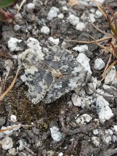 Lasionycta caesia