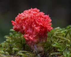Ramaria stuntzii thumbnail 3