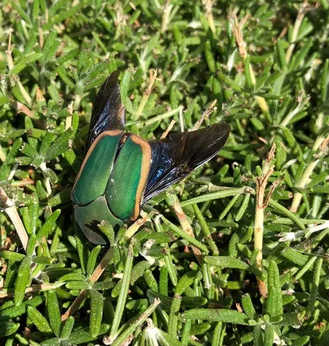 Figeater Beetle