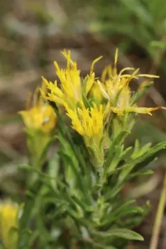 Wyoming goldenbush thumbnail 1