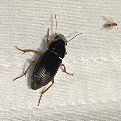 Strawberry Seed Beetle thumbnail 3
