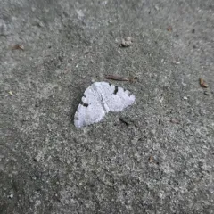 Barred Angle thumbnail 3
