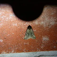 Spectacled Nettle Moth thumbnail 2