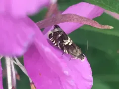 Grapholita aureolana thumbnail 2