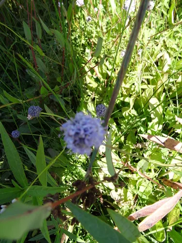 Southern Succisella
