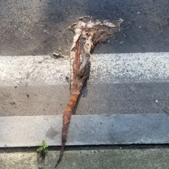 Eastern Copperhead thumbnail 3