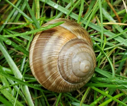 Roman Snail