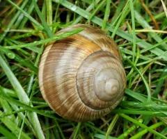 Roman Snail thumbnail 1