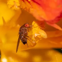 Spotted-winged Drosophila thumbnail 3