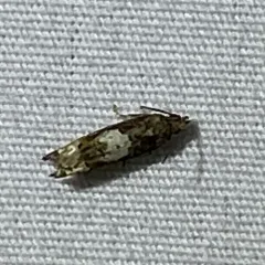 Aster Eucosma Moth thumbnail 4