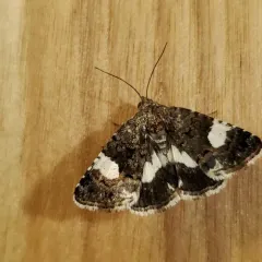 Four-spotted Moth thumbnail 2