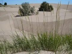 yellow wildrye thumbnail 2