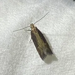 Eye-ringed Chionodes Moth thumbnail 2