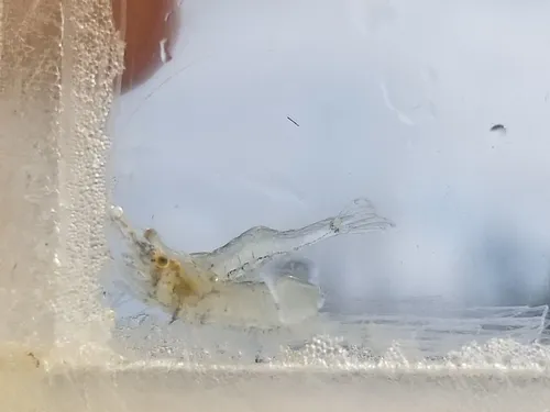 Mississippi Grass Shrimp