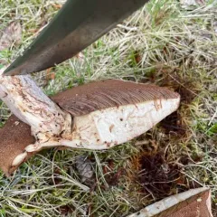 Lilac-brown bolete thumbnail 2