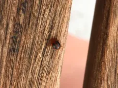 Stenotarsus hispidus thumbnail 3