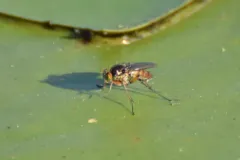Tachytrechus moechus thumbnail 2