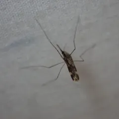 Woodland Malaria Mosquito thumbnail 4