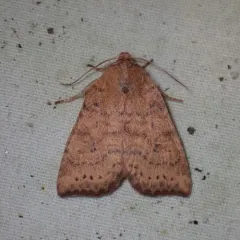 Dotted Sallow thumbnail 3