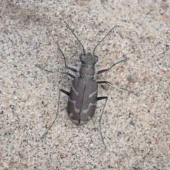 Oblique-lined Tiger Beetle thumbnail 2