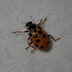 Thirteen-spotted Lady Beetle thumbnail 3