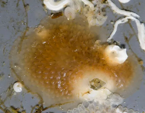 Alcyonidium polyoum
