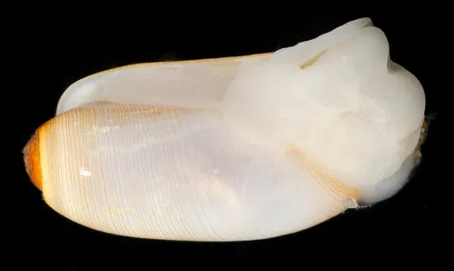 Acteocina cerealis