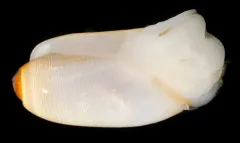 Acteocina cerealis thumbnail 1