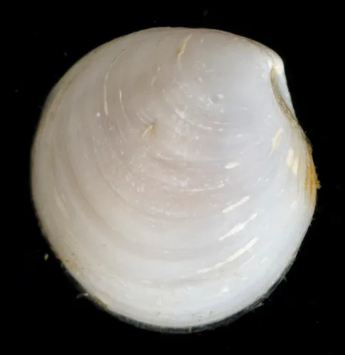 Axinopsida serricata