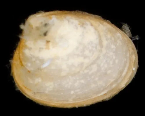 Robust Mysella