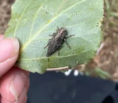 Flat-headed Poplar Borer thumbnail 2