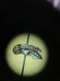 Dermestes caninus thumbnail 2