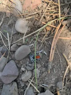 Tyrell's Tufted Jumping Spider thumbnail 2