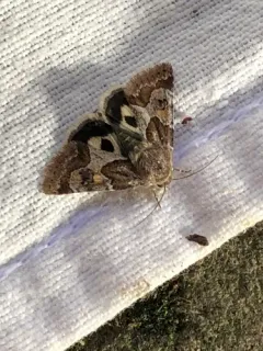 Spinose Flower Moth thumbnail 3