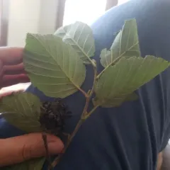 Eastern American alder tongue gall fungus thumbnail 4