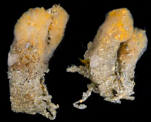 Eudistoma ritteri
