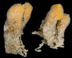 Eudistoma ritteri thumbnail 1
