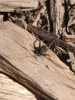 Gray Ground Cricket thumbnail 4