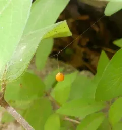 Common Eastern Ray Spider thumbnail 2