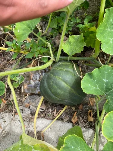 Squash