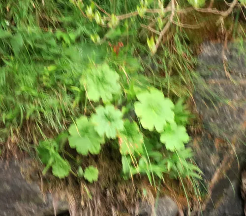 Umbrella Plant