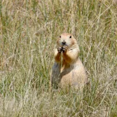 Black-tailed Prairie Dog thumbnail 4