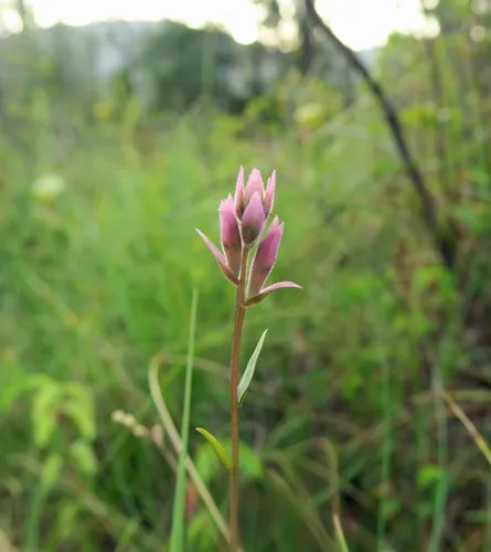 siskiyou paintbrush