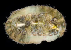 Mopalia imporcata thumbnail 2