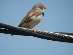 Zebra Finch thumbnail 2