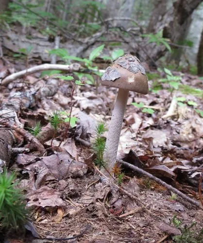 Shaggy Legged Ringless Amanita