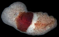 Notocomplana sanguinea thumbnail 2